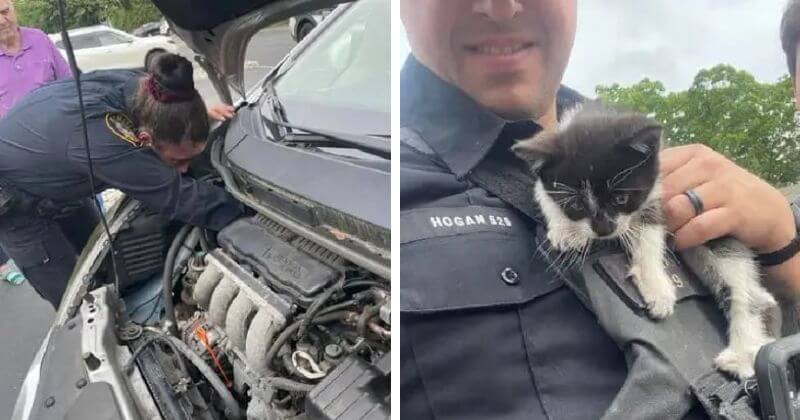 Cops rescue a kitten locked within a car engine