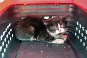 Cops rescue a kitten locked within an engine