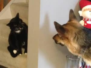 Found An Old Series Of Pictures From When My Dog And Cat First Met 29
