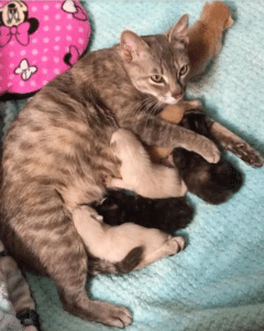 Generous People Saved A Cat With Kittens
