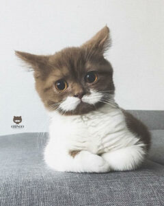 Gringo The Cat's Fancy Mustache Is Making Him Go Viral On Instagram 1
