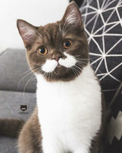 Gringo The Cat's Fancy Mustache Is Making Him Go Viral On Instagram 10