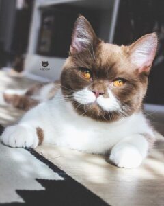 Gringo The Cat's Fancy Mustache Is Making Him Go Viral On Instagram 12