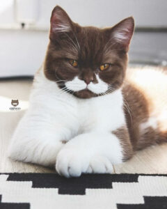 Gringo The Cat's Fancy Mustache Is Making Him Go Viral On Instagram 13