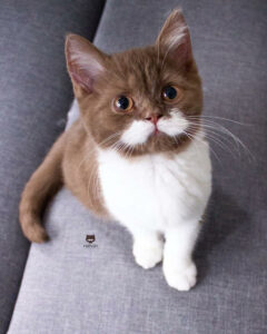 Gringo The Cat's Fancy Mustache Is Making Him Go Viral On Instagram 3