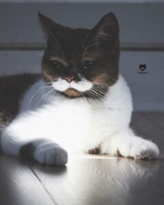 Gringo The Cat's Fancy Mustache Is Making Him Go Viral On Instagram 5