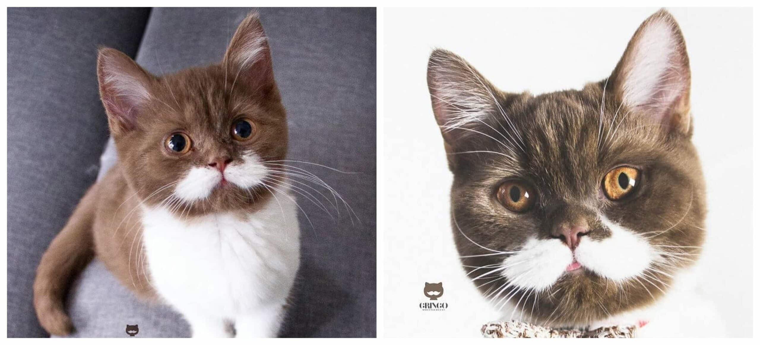 Gringo The Cat's Fancy Mustache Is Making Him Go Viral On Instagram