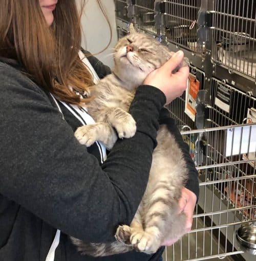 Humble Cat Gave Hugs to Everyone He Saw After Being Saved from the Streets 1