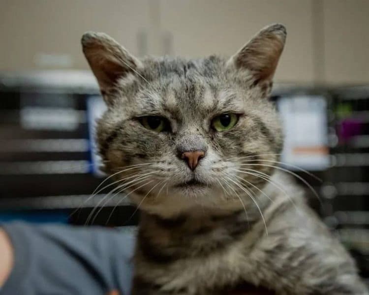 Humble Cat Gave Hugs to Everyone He Saw After Being Saved from the Streets 2