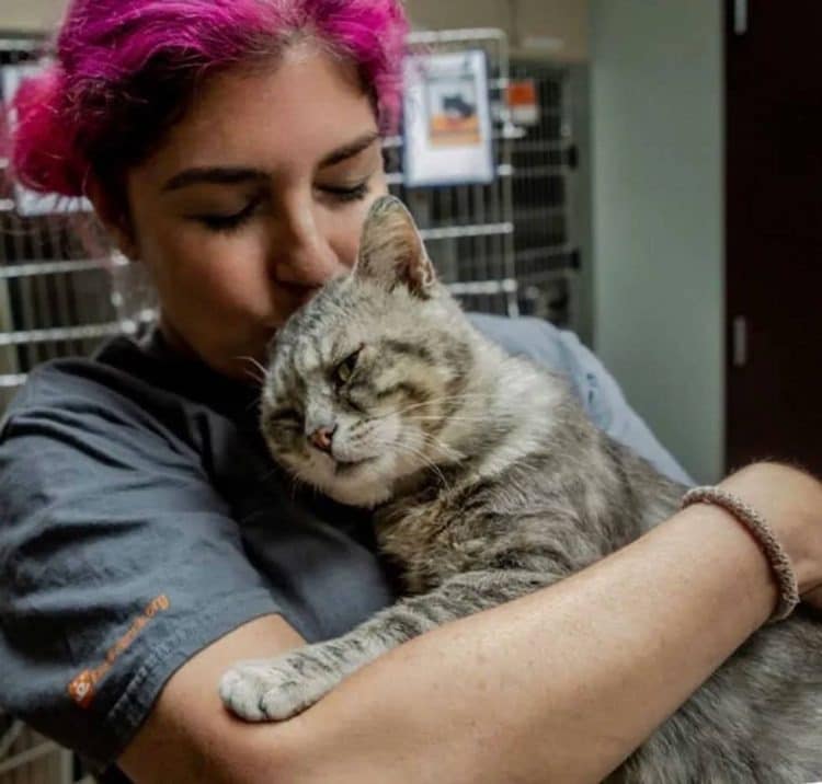 Humble Cat Gave Hugs to Everyone He Saw After Being Saved from the Streets 3