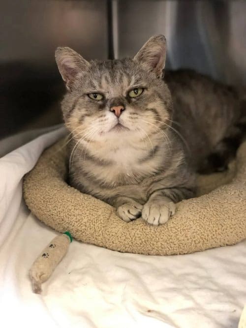 Humble Cat Gave Hugs to Everyone He Saw After Being Saved from the Streets 4