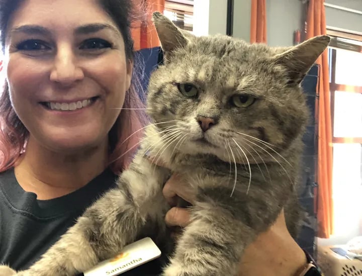 Humble Cat Gave Hugs to Everyone He Saw After Being Saved from the Streets 5