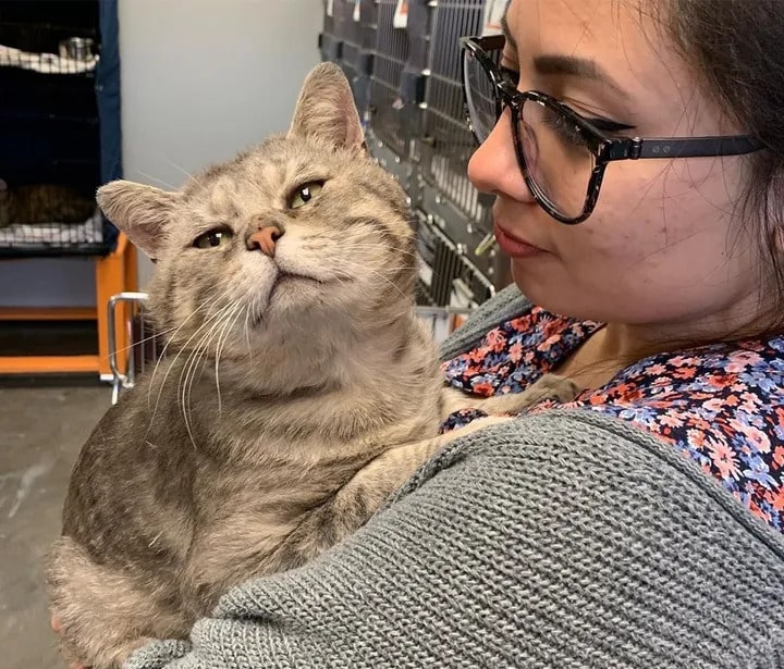 Humble Cat Gave Hugs to Everyone He Saw After Being Saved from the Streets 6