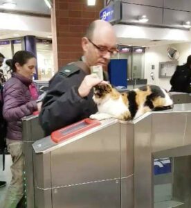 Hundreds of passengers are welcomed each day by a street cat