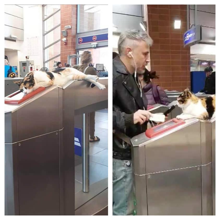 Hundreds of passengers are welcomed each day by a street cat at station
