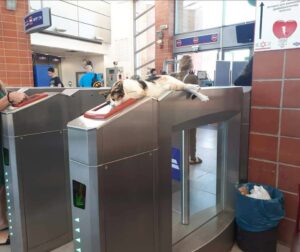 Hundreds of passengers are welcomed each day by a street cat at an Israeli train