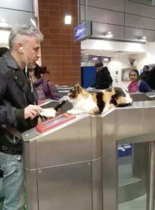 Hundreds of passengers at Israeli train by cat