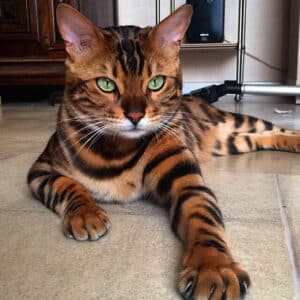 Introducing Thor, the most stunning Bengal cat to ever live 1