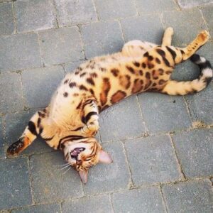 Introducing Thor, the most stunning Bengal cat to ever live 10