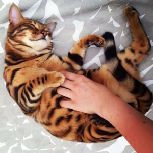 Introducing Thor, the most stunning Bengal cat to ever live 11