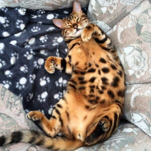 Introducing Thor, the most stunning Bengal cat to ever live 2