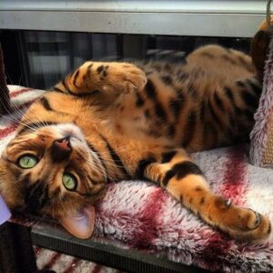 Introducing Thor, the most stunning Bengal cat to ever live 3
