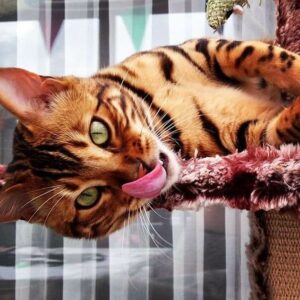 Introducing Thor, the most stunning Bengal cat to ever live 5