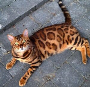 Introducing Thor, the most stunning Bengal cat to ever live 6