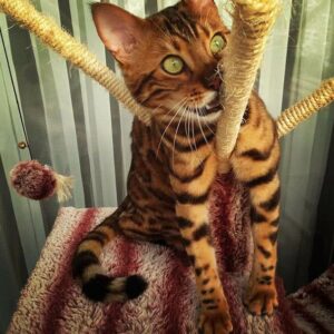 Introducing Thor, the most stunning Bengal cat to ever live 7