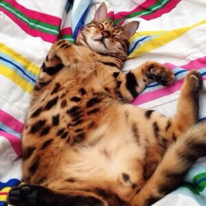 Introducing Thor, the most stunning Bengal cat to ever live 8