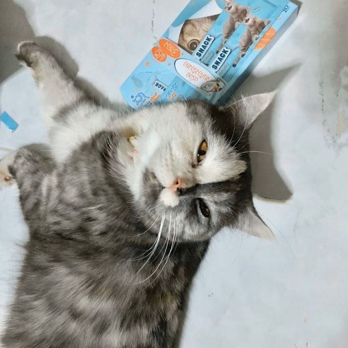 Meet Cat, the Thai Furball With the Eye-Catching Face Who Wins Everyone's Hearts 10