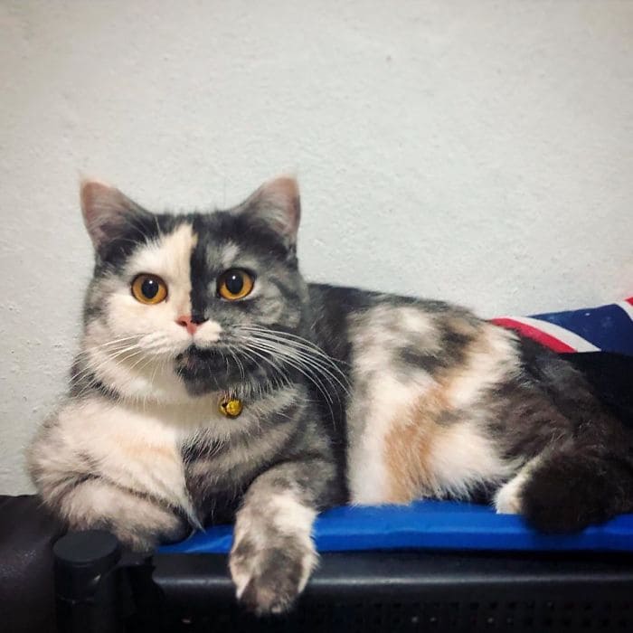 Meet Cat, the Thai Furball With the Eye-Catching Face Who Wins Everyone's Hearts 11
