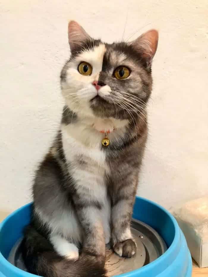 Meet Cat, the Thai Furball With the Eye-Catching Face Who Wins Everyone's Hearts 4