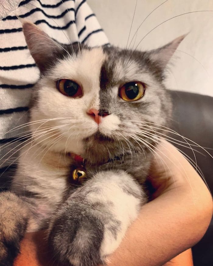 Meet Cat, the Thai Furball With the Eye-Catching Face Who Wins Everyone's Hearts 6