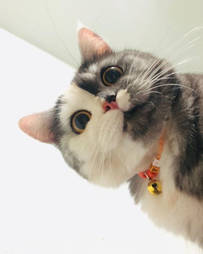 Meet Cat, the Thai Furball With the Eye-Catching Face Who Wins Everyone's Hearts 7