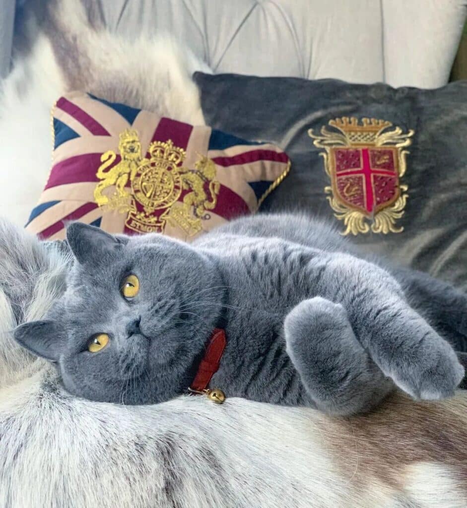 Meet The Beautifully Blue British Shorthair Cat 2