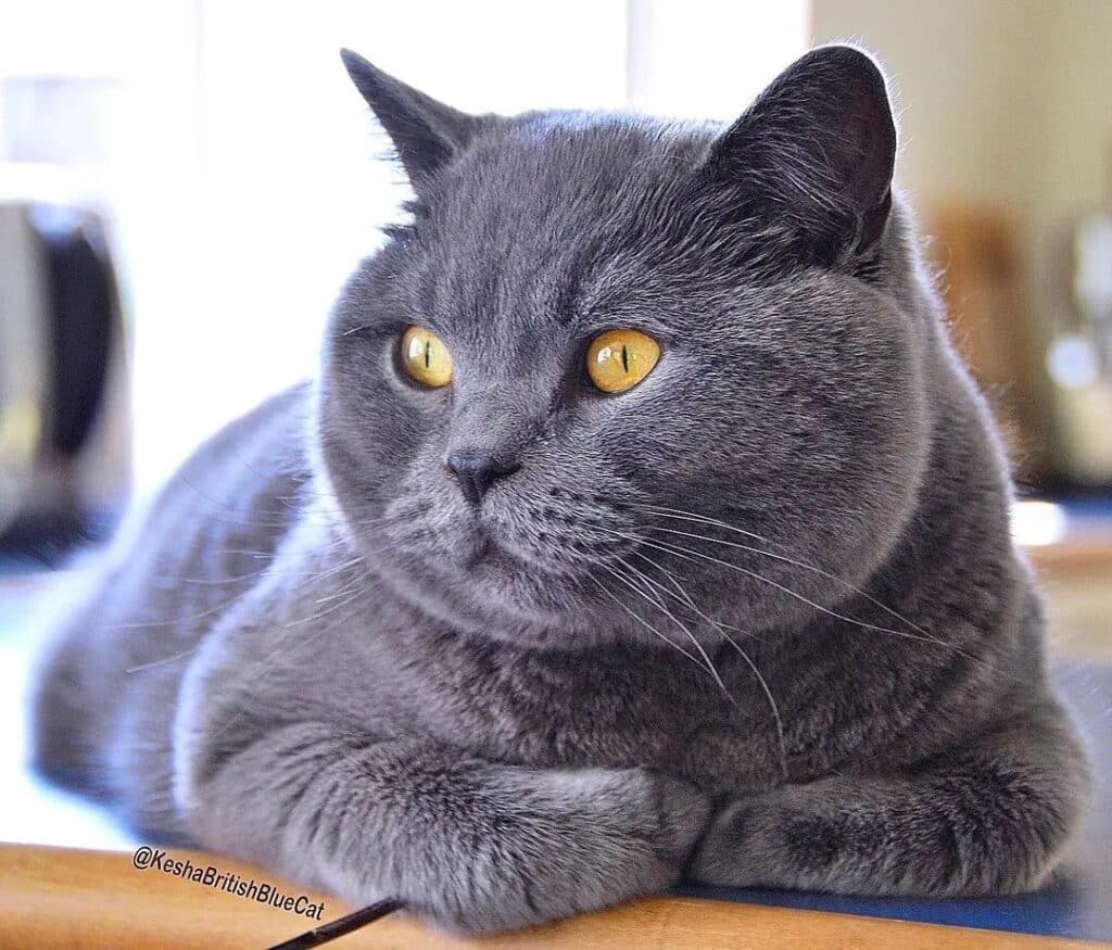 Meet The Beautifully Blue British Shorthair Cat 4