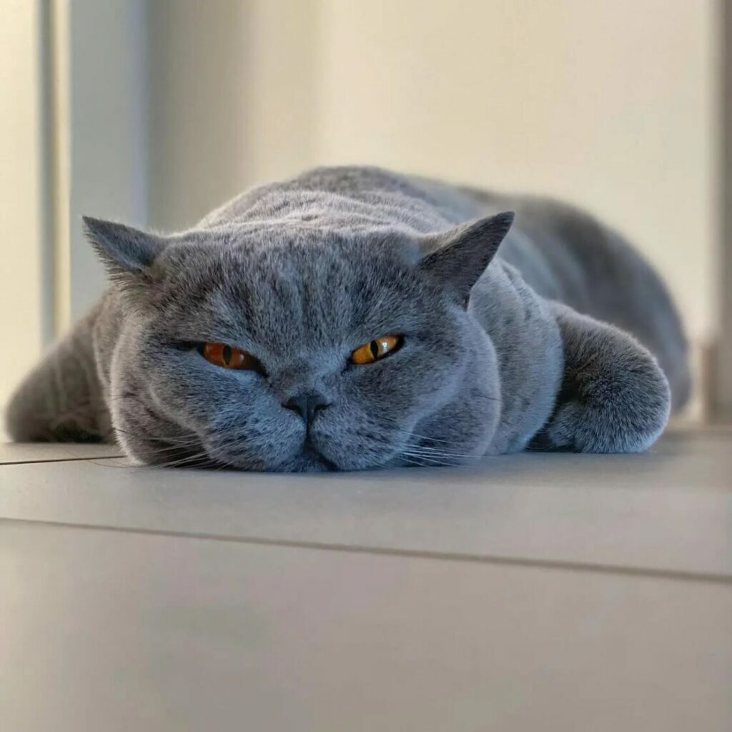 Meet The Beautifully Blue British Shorthair Cat 5