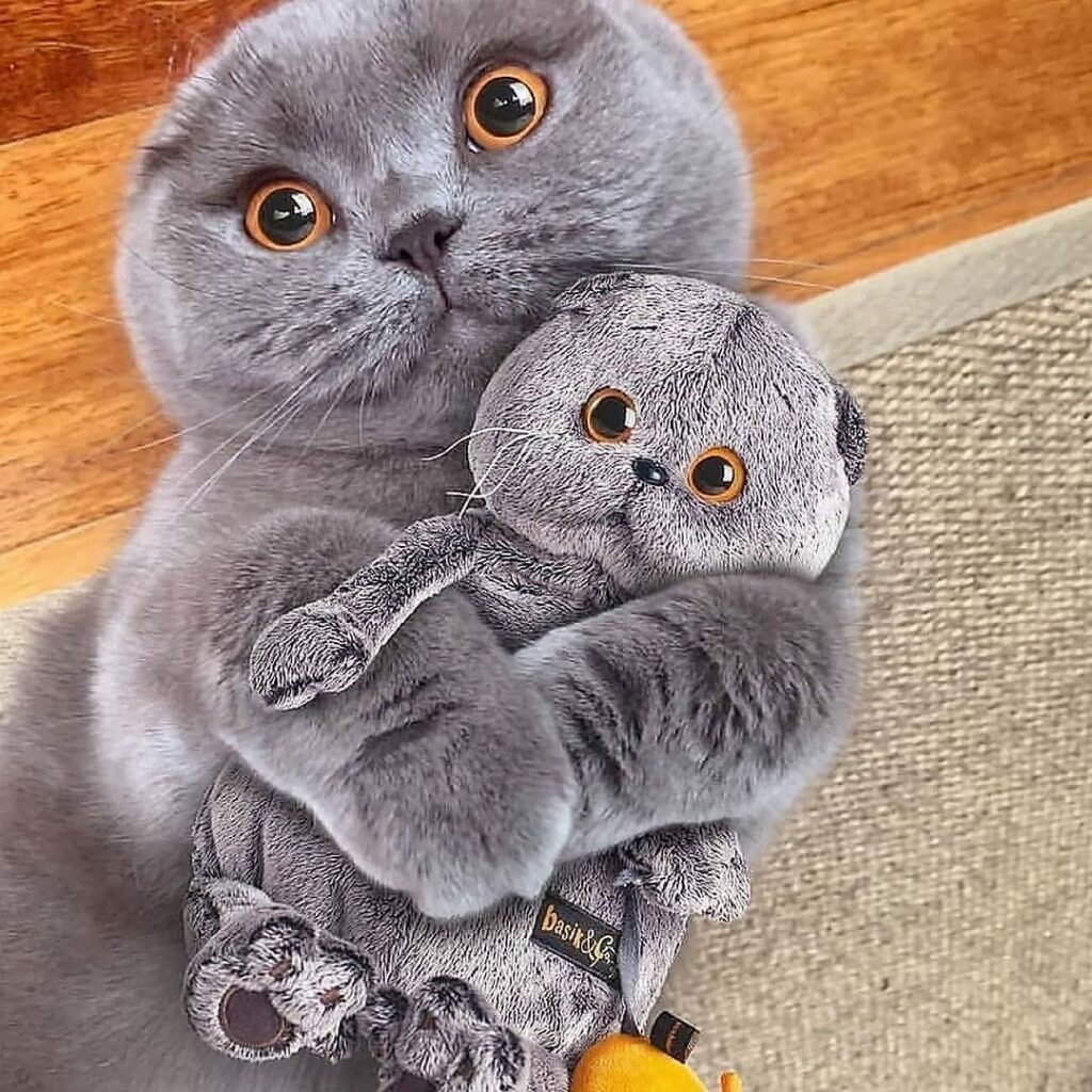 Meet The Beautifully Blue British Shorthair Cat 6