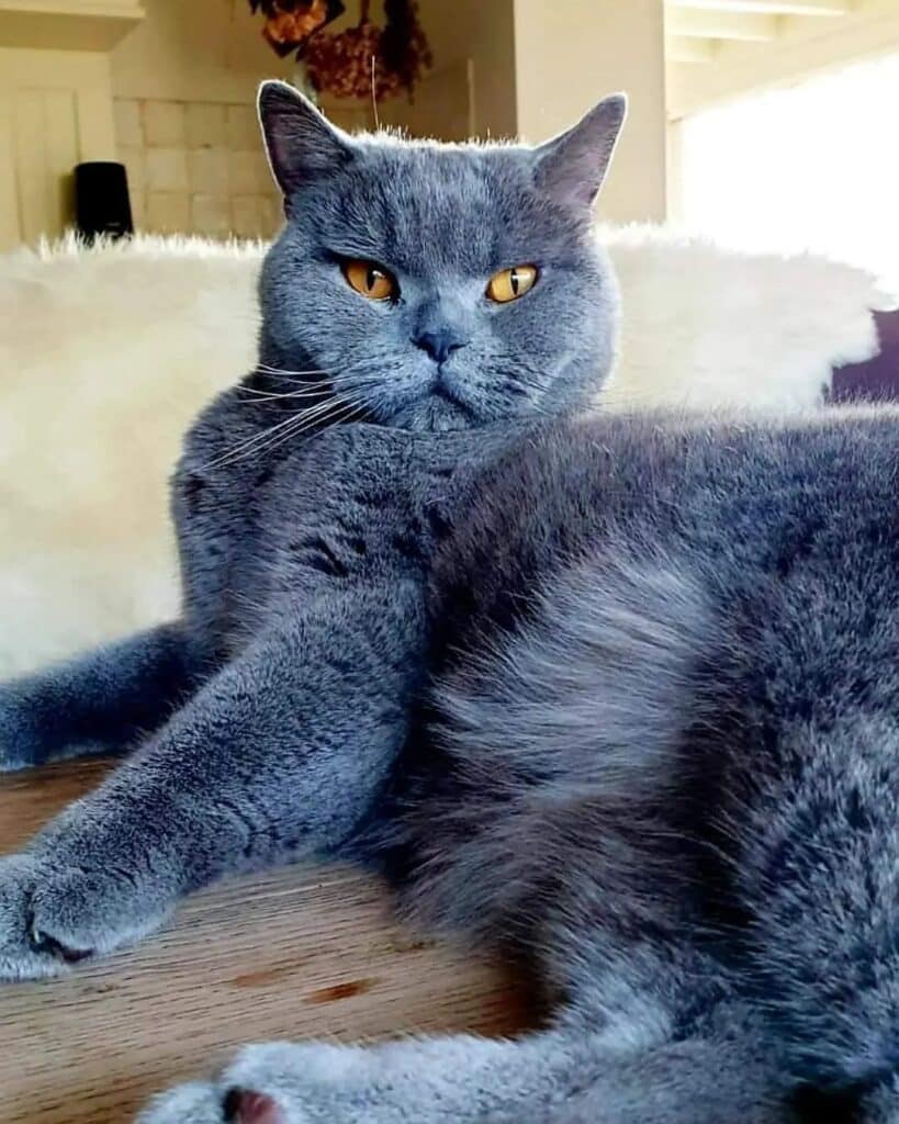 Meet The Beautifully Blue British Shorthair Cat 8