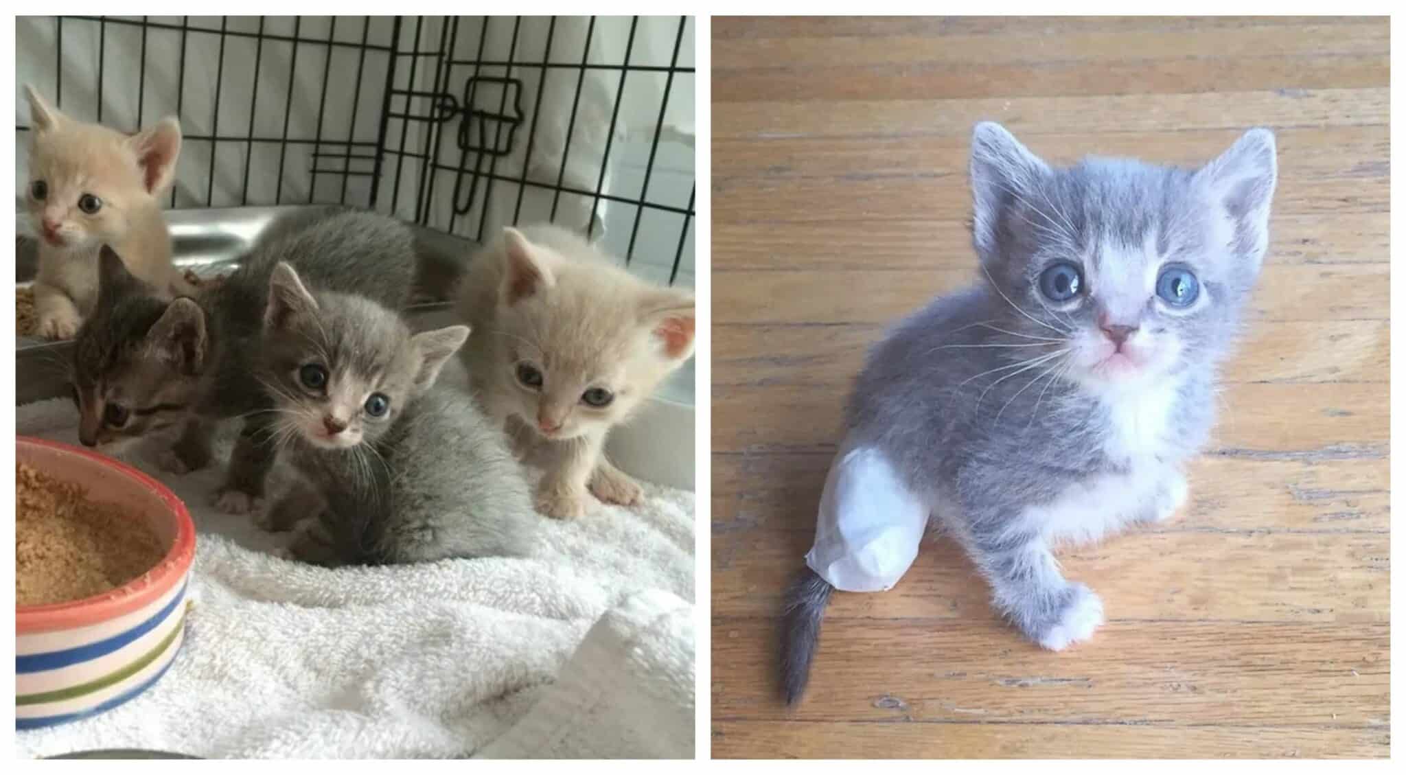 Mother Cat Shows Rescuer Where to Find Her Hurt Baby Mykittenhouse