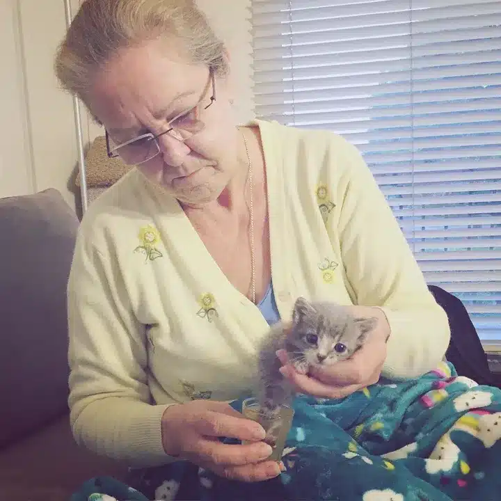 Mother Cat Shows Rescuer Where to Find Her Hurt Baby 4
