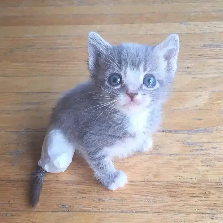 Mother Cat Shows Rescuer Where to Find Her Hurt Baby 5