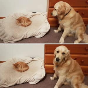 My Cat Recently Discovered The Dog Bed 6