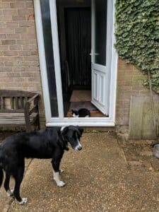 My Cat Sits In The Doorway To Stop The Dog From Going Inside 33