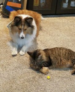 My Cat Stole My Dog’s Bone 8