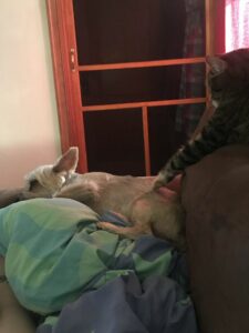 My Cat Touching My Parents’ Dog Just To Make Her Growl 11