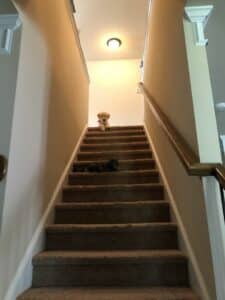 My Dog Is Stuck Because The Cat Knows She Controls The Stairs 25