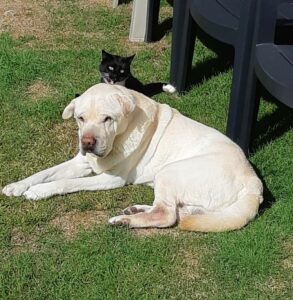 My Idiot Cat Performing A Sneak Attack On My Poor Senior Dog 22