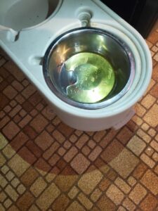 Our Cat Urinated In Our Dog’s Water Bowl 20